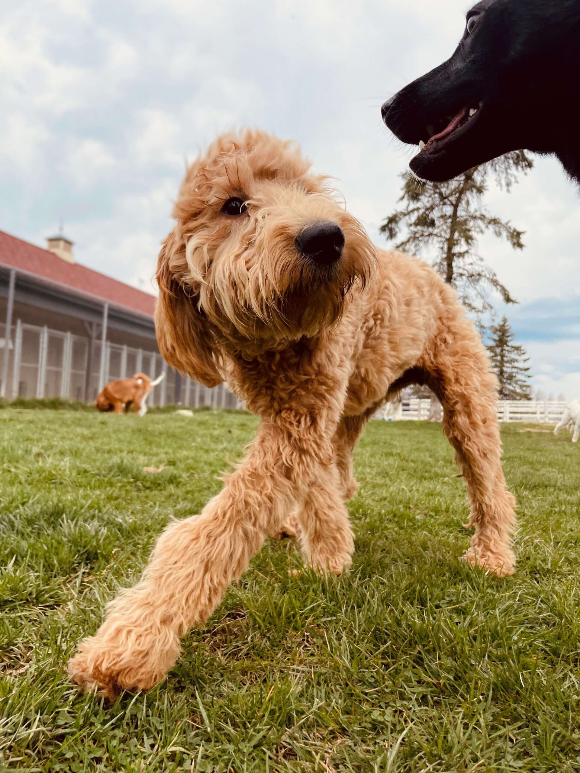 Two dog buddies playing