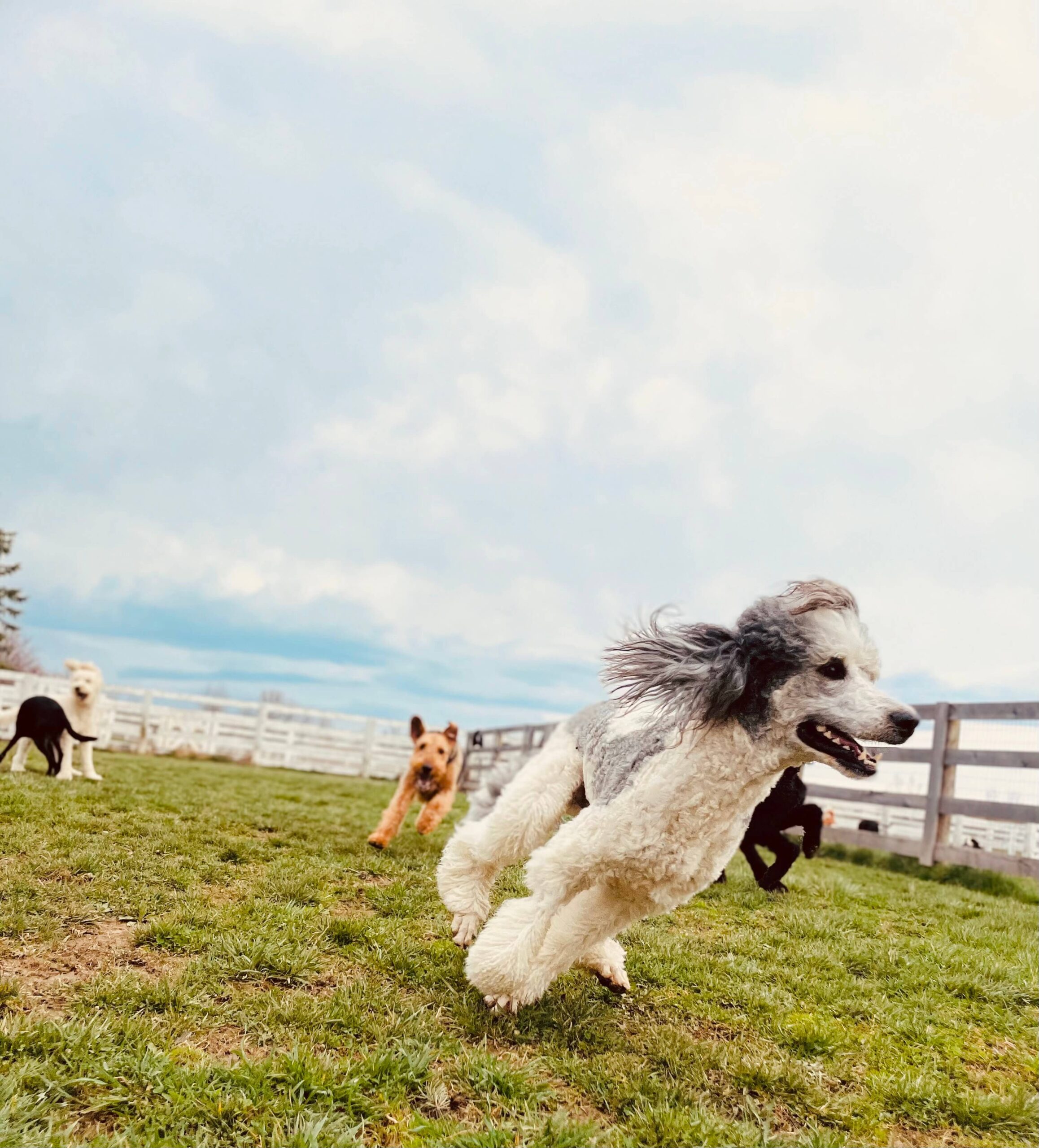 Beautiful pups running to their hearts content