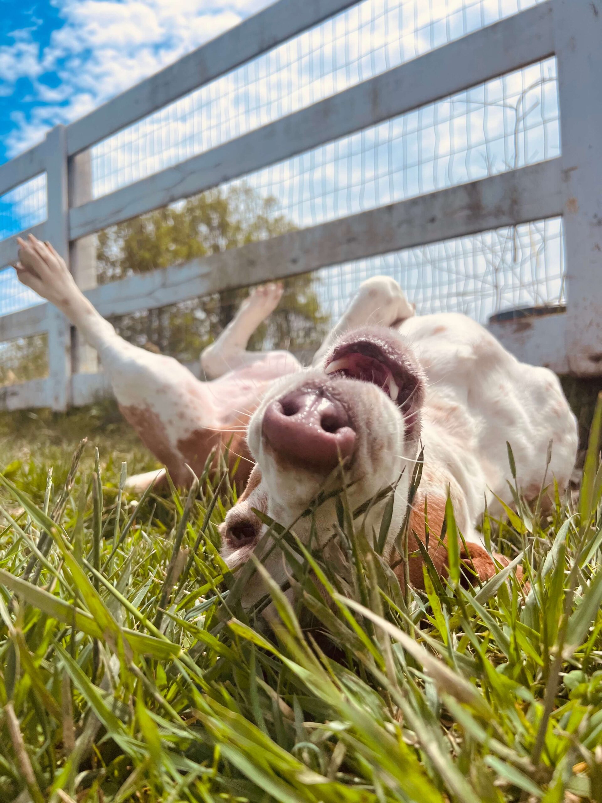 Dog enjoying the time of his life in the fresh air and warm sunshine