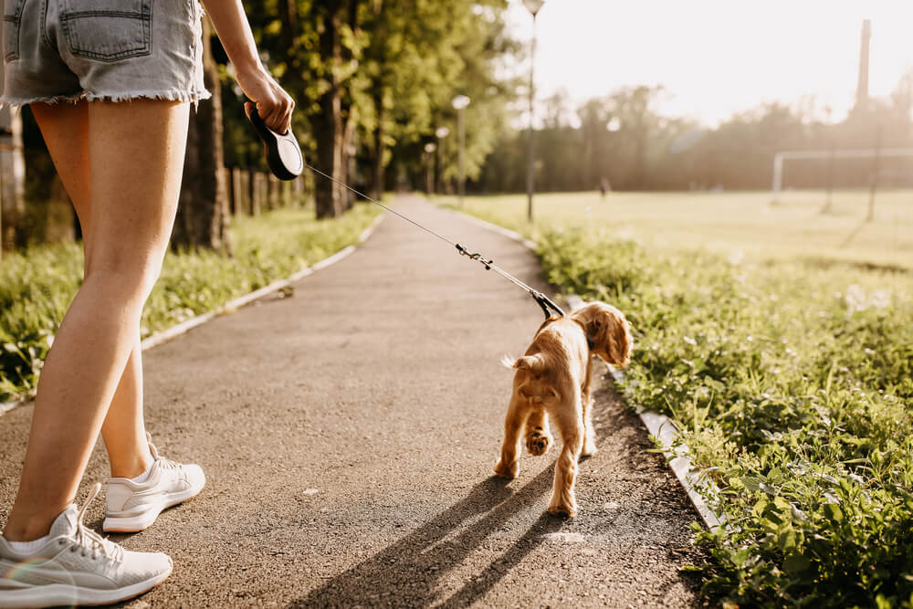 dog being walked with a leash