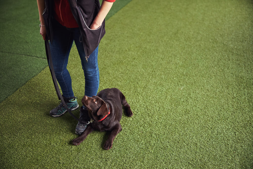 puppy learning how to obey commands