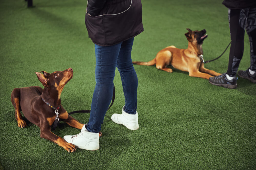 dogs being trained professionally