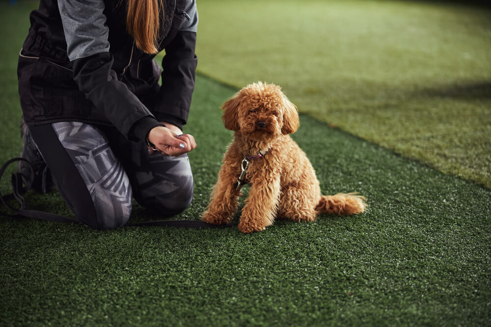 cute dog learning with treats
