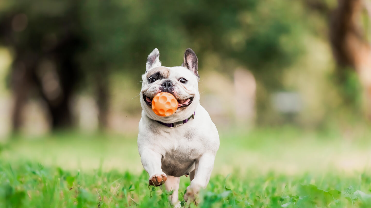 happy dog with toy